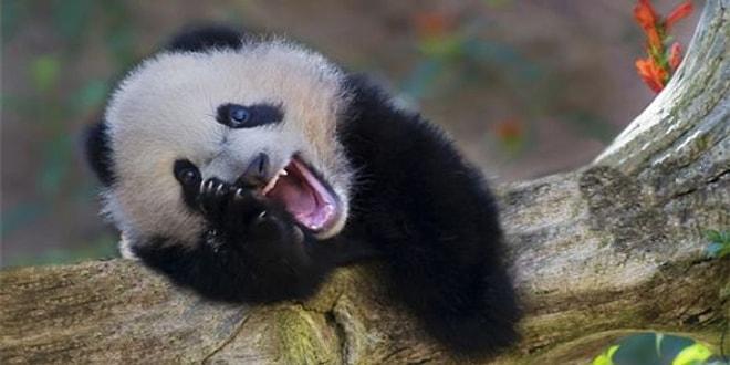 Hayvanların İnsanlardan Daha Güzel Güldüğünün 19 Minnoş Kanıtı