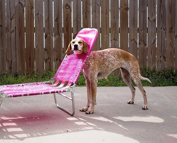 2. Эта собака явно больше не захочет позагорать