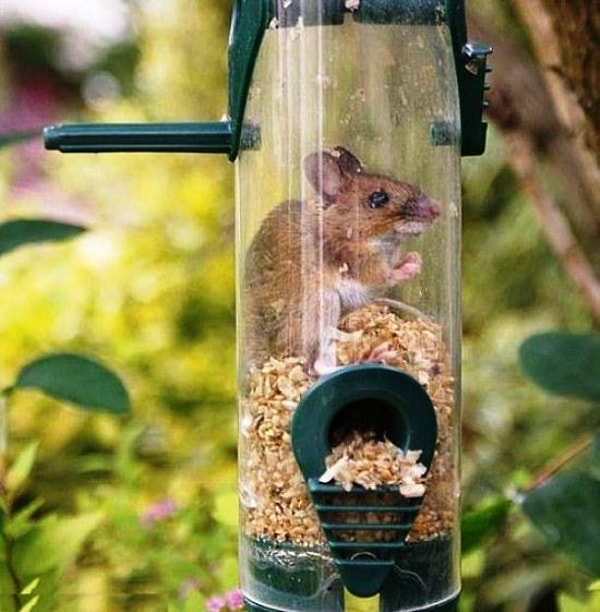 4. Как она вообще туда залезла?