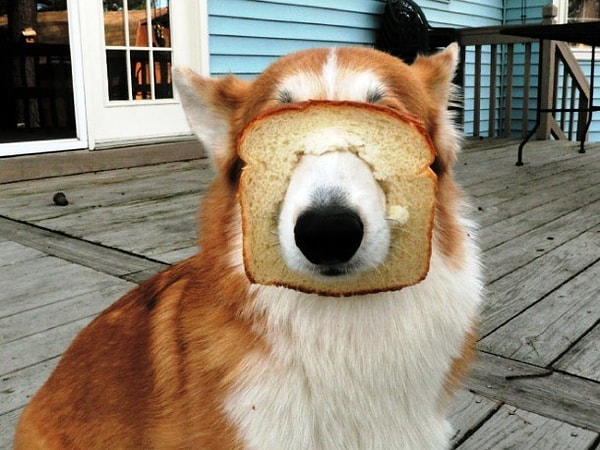 7. Хлебный "намордник"