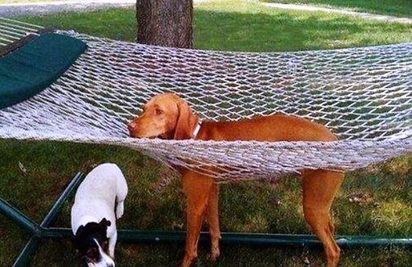 13. Чувак, гамаки - это прямо не твое