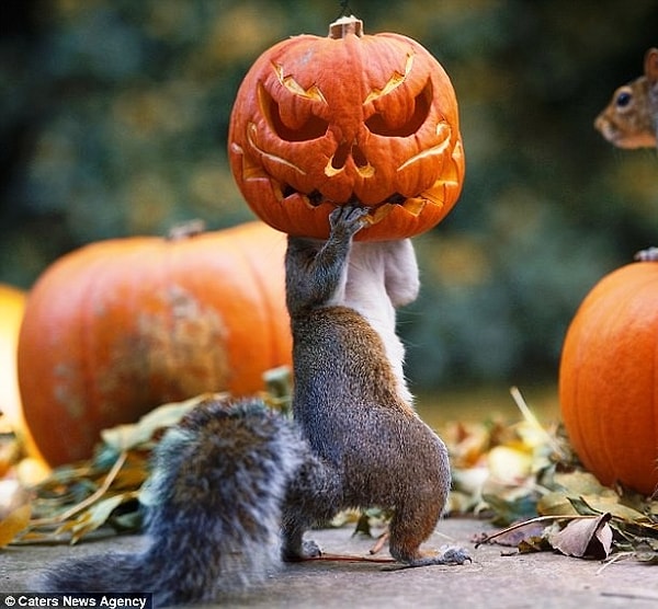 20. Эта белочка знает толк в розыгрышах