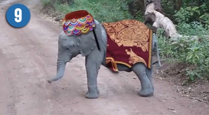 Müziği Duyunca Dans Etmeden Duramayan 18 Hayvan