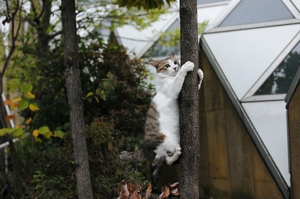 20. Гравитация для них пустой звук