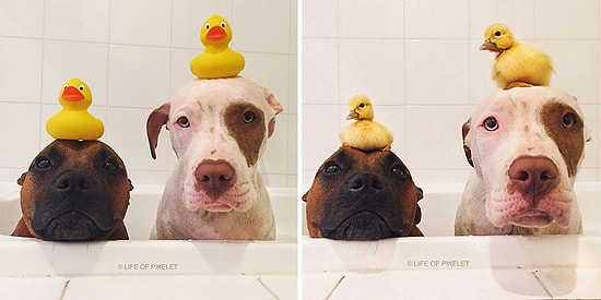 İki Köpek İki Ördek: Gülümseten Dostluk Hikayesinden 14 Minnoş Fotoğraf