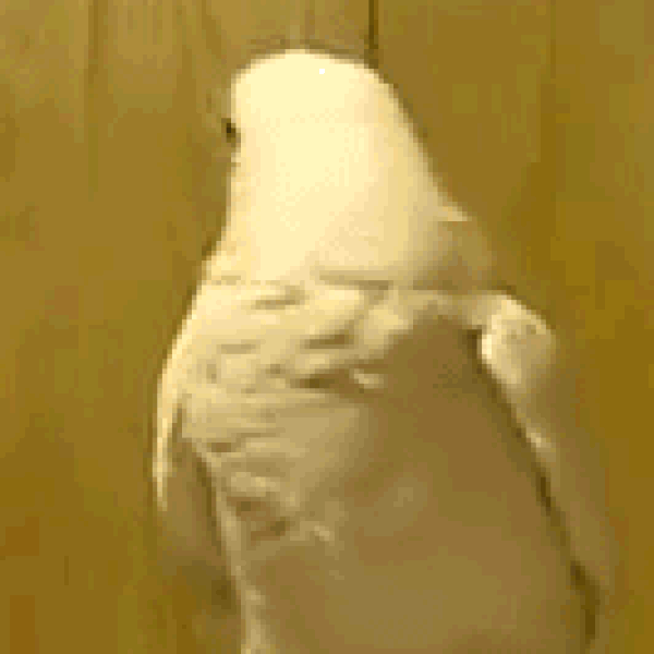 Hiçbiri