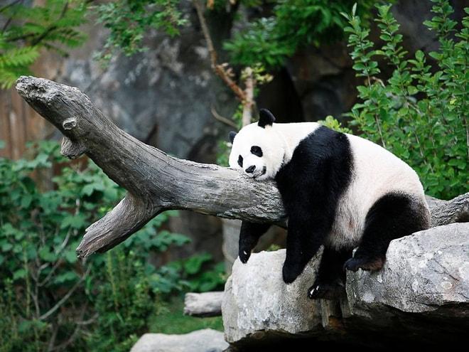 Şapşallıklarıyla Bizleri Her Defasında Kendilerine Hayran Bırakan 33 Panda