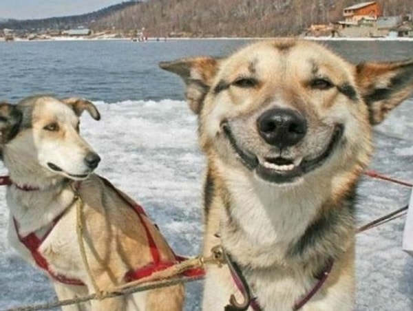 5. Правда я очень сладкий?