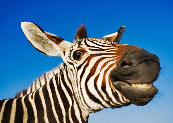 6. Как думаешь, лучше анфас или профиль?