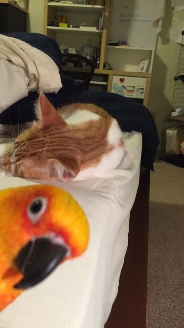 13. На самом деле, сфотографировать хотели попугая, так что хватит смотреть на этот пушистый мешок с когтями!