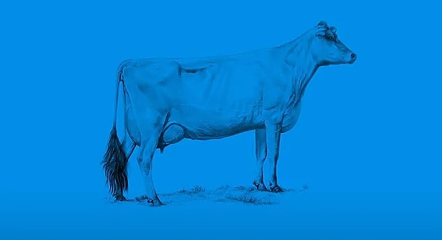 5. "Diyelim ki 2 ineğin var. Sosyalizm 2 ineğini de alır, ondan süt üretir, sana verir. Komünizm sendeki 2 ineğin 1 tanesini alır başkasına verir, böylece eşit olursunuz. Kapitalizm ise, sendeki 2 ineği de alır, sana süt satar."