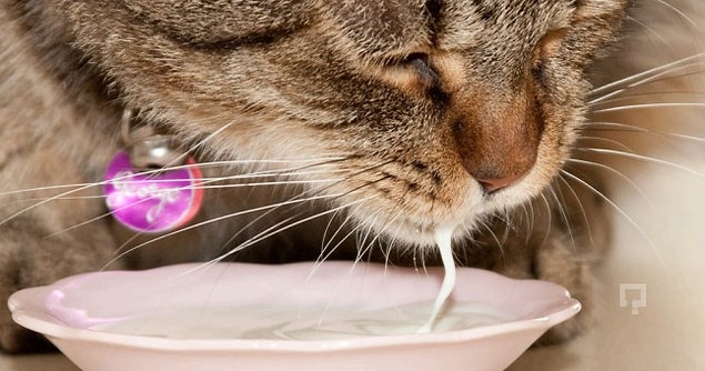 4. Kedi ve köpeklere neler verebilirsiniz?