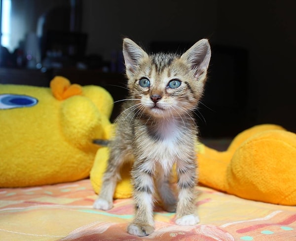 17. "Bir kediydi iki oldu ama vallahi billahi eve başka kedi getirmeyeceğim." yeminleriyle Bambi sahiplenildikten 15 gün sonra,