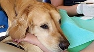 Dişçiden Korkan Çocukları Sakinleştiren Sevimlilik Abidesi Köpek Jojo
