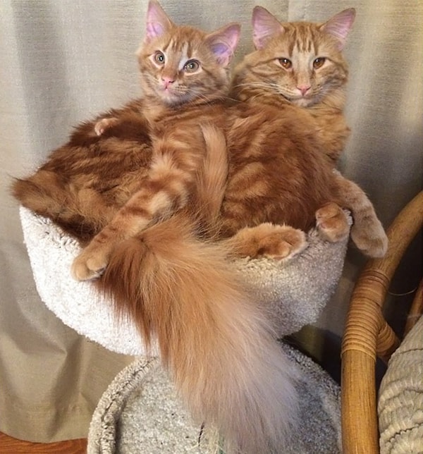 7. «Скорее всего это случилось, потому что Минни пристал к Эвину как банный лист и просто не оставил ему выбора!»