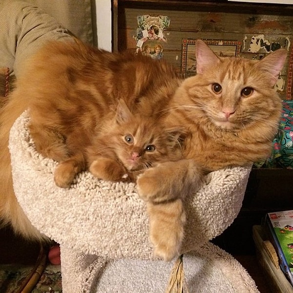 10. «Они дерутся, играют и сворачиваются комочком рядышком 24 часа в сутки»