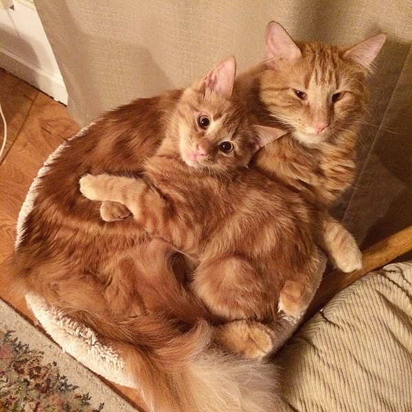 13. «У нас есть еще одна старая серая кошка по имени Туни. Они любят доводить ее»