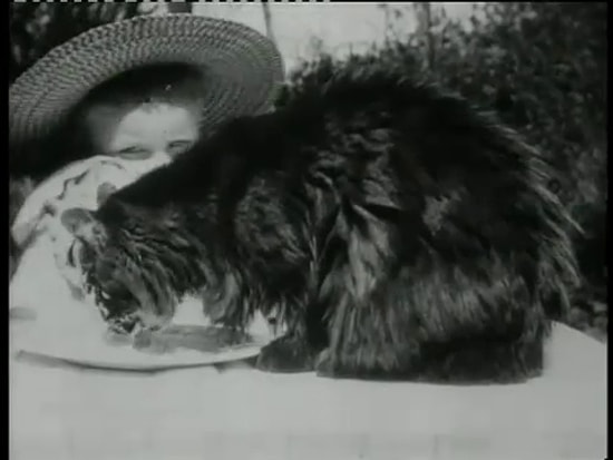 Одно из самых первых мимишных видео о кошках в истории