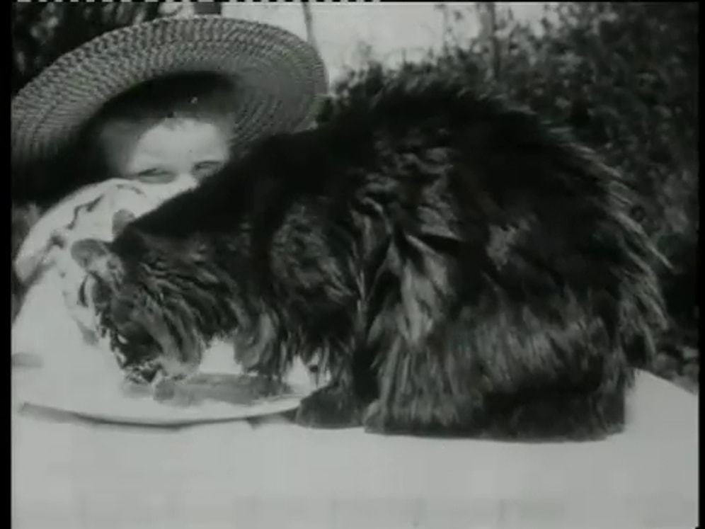 Одно из самых первых мимишных видео о кошках в истории