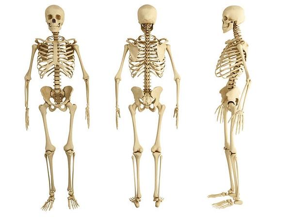 6. İnsan vücudunda kaç adet kemik vardır?