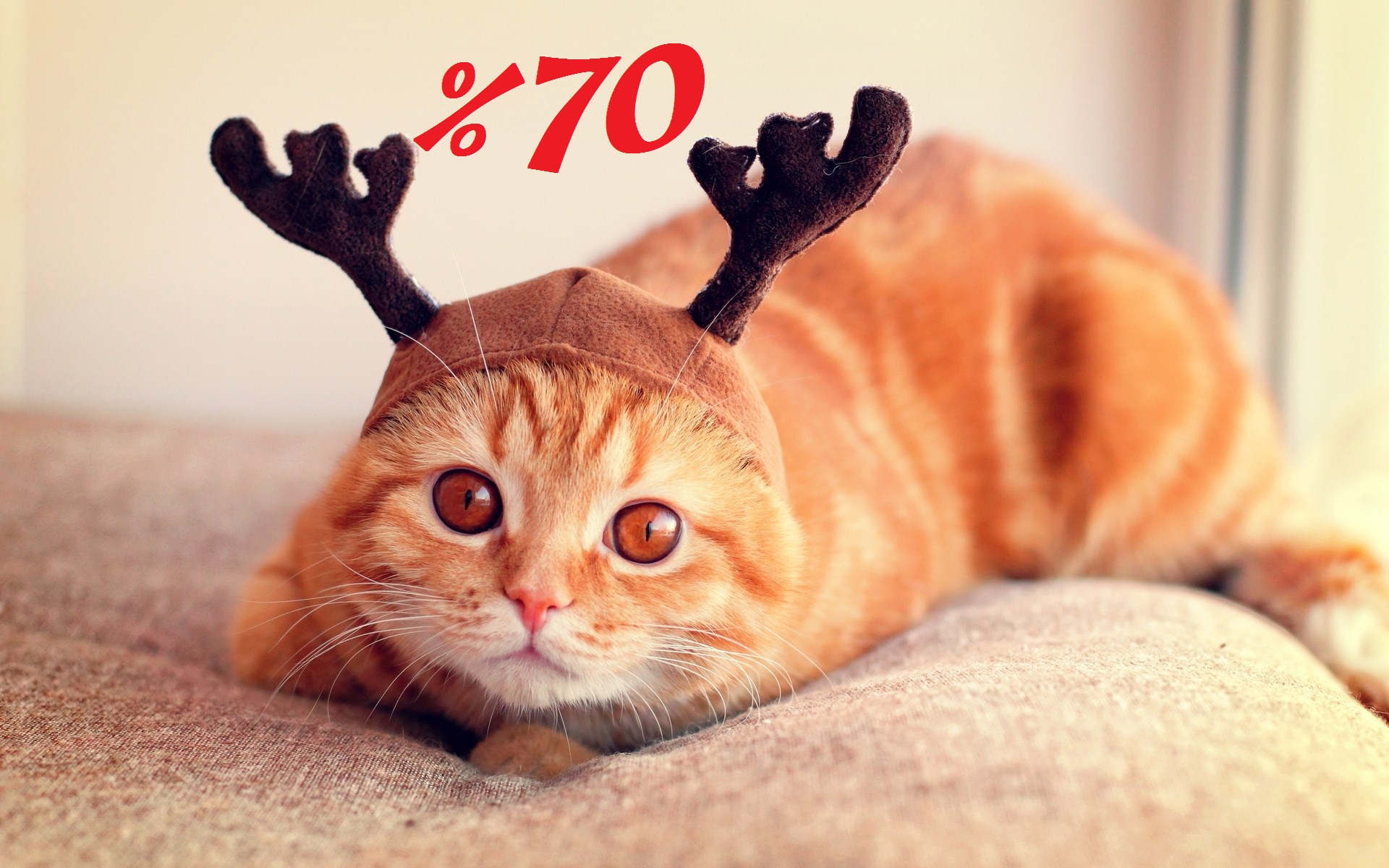 Ты кошка на 70%