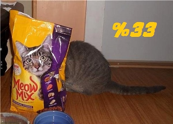 Ты кошка на 33%