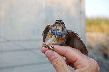 Hayat Kısa, Kuşlar Kuzeye Uçuyor: Göç Hakkında Ne Var Ne Yok Her Konuyu Öğreniyoruz