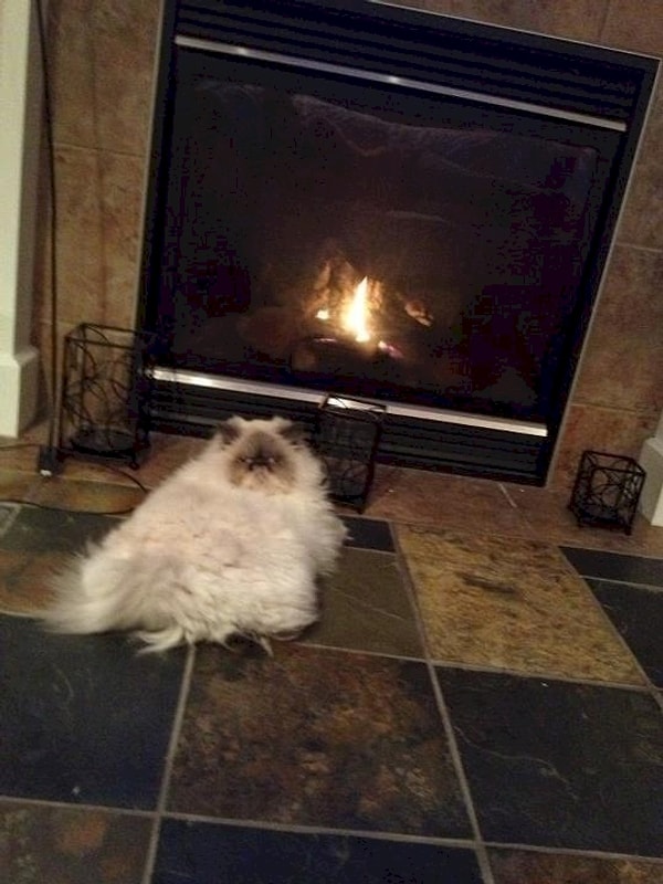 6. Кот дьявола 😈