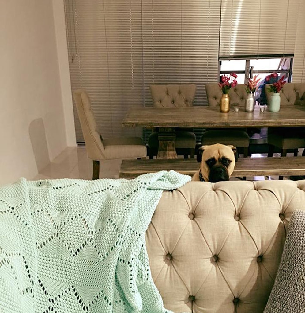 Sahiplenen Köpek Bakışı: Cyrus Gözlerini Asla Sahibinden Ayırmıyor