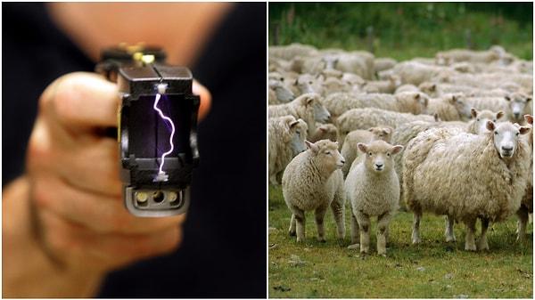 15. Araştırmacılar, metamfetamin verdikleri koyunlar üzerinde şok tabancası denediler.