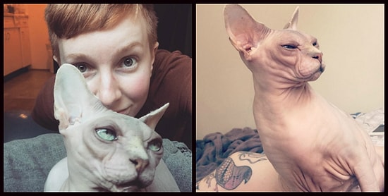 История о кошке-сфинксе, наконец-то нашедшей свой дом