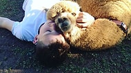 Evcil Hayvan Olmanın Hakkını Sonuna Kadar Veren Alpaka Chewy İle Tanışın
