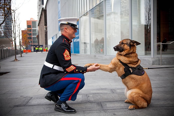 Afganistan'da Bir Bacağını Kaybettikten Sonra Madalyayla Ödüllendirilen Kahraman Köpek