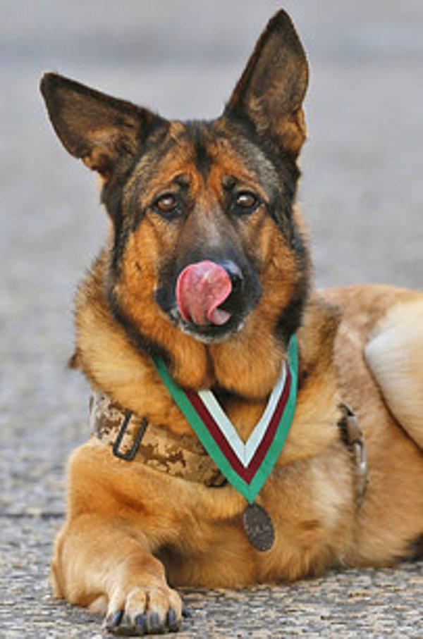 Patlayıcı madde bulma konusunda eğitilen uzman bir arama köpeği olan Lucca, görevi boyunca yüzlerce hayat kurtardı.