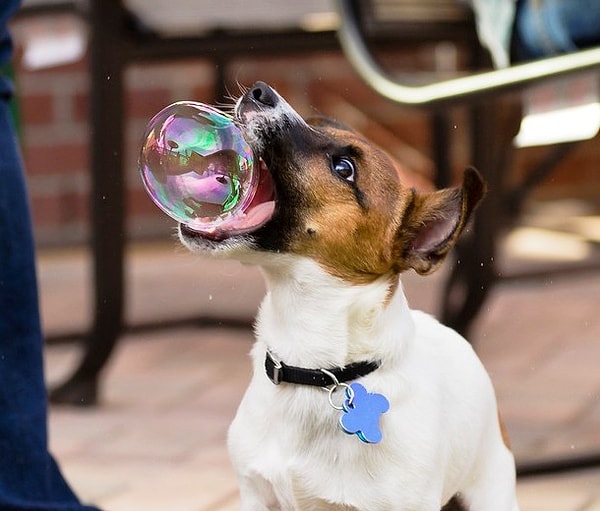 5. Поедатель мыльных пузырей