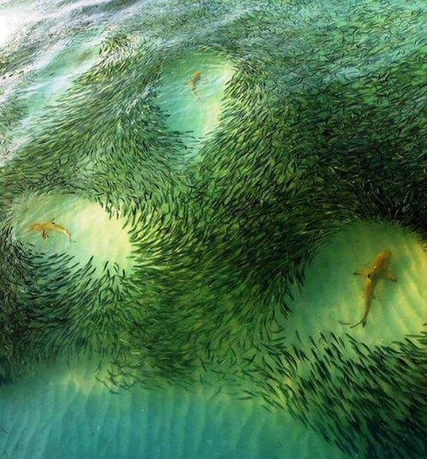 13. Рыбные стада 🐟 🐠