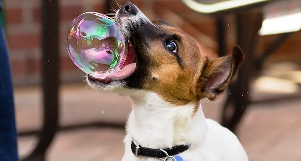 13 фото, сделанные в самый нужный момент