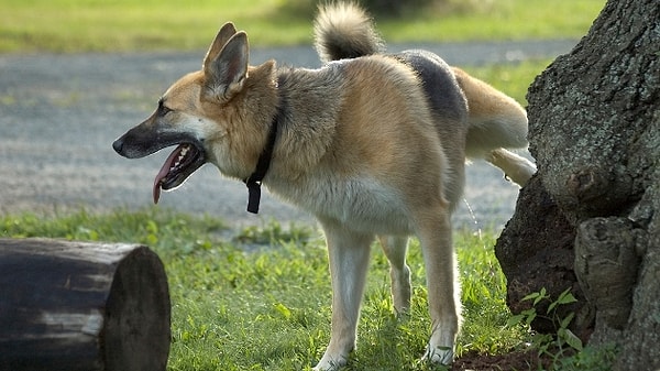 9. При отборе животных для полета в космос, был важен пол животного: отбирали лишь девочек, так как им не надо было поднимать лапу при справлении малой нужды.