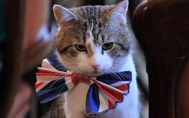İngiltere'de Bakanlık 'Kedi Kadrosu' Açtı