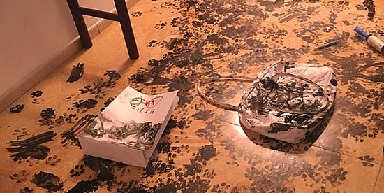 Один дома: чем можно заняться, когда хозяева уехали