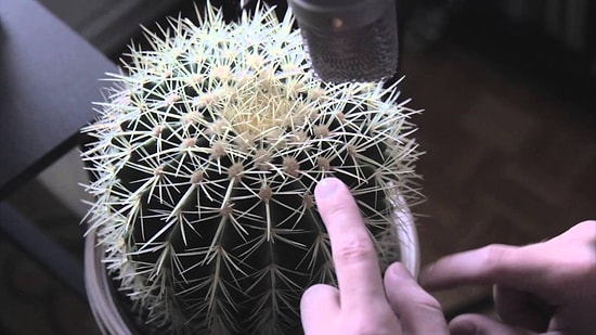 А вы ноктюрн сыграть смогли бы... на кактусе?