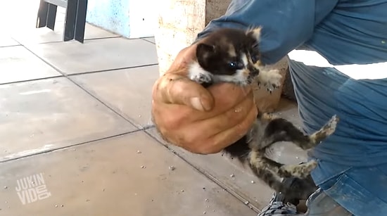 Su Borusuna Sıkışan Yavru Kedileri Kurtaran Güzel İnsanlar