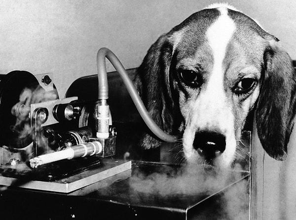 24. Ar-Ge tütün testi sırasında denek olarak kullanılan üzgün bir av köpeği, 1963.