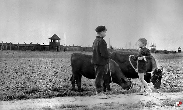 9. Nazi Almanyası tarafından II. Dünya Savaşı döneminde kurulmuş en büyük toplama kampı Auschwitz-Birkenau yakınında ineklerini otlatan çocuklar, 1959.