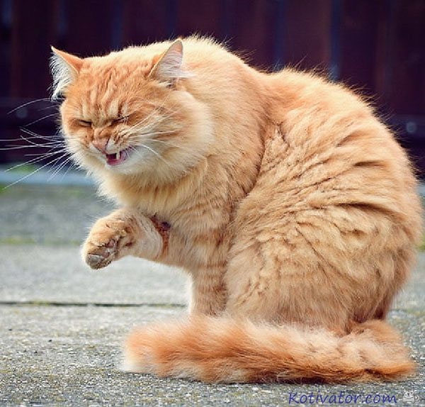 4. Парень, 21. Мой секс всегда заканчивается словами: "Будь здоров!". А все потому, что, когда кончаю я чихаю и ничего с этим поделать не могу. Всем добра и быть здоровыми.