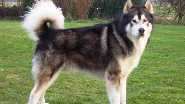 21. Аляскинский Маламут