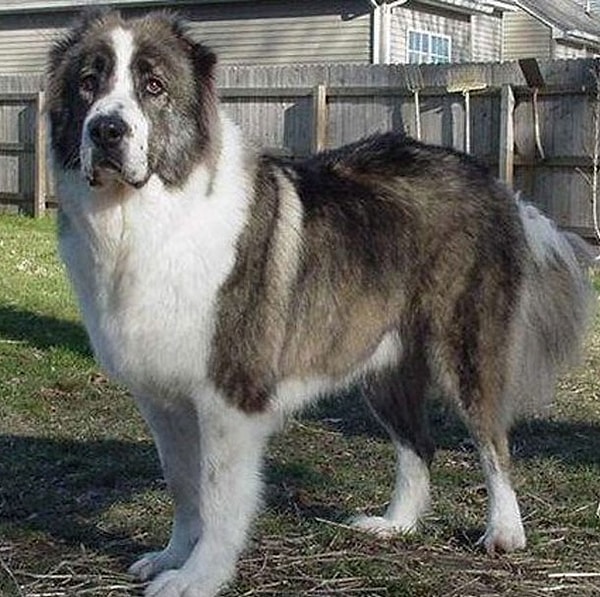 25. Кавказская Овчарка