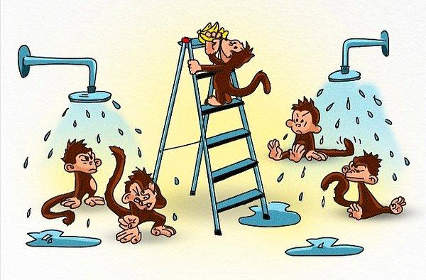 2. Maymunlardan birinin merdivene çıkıp muzları almaya çalıştığı her defasında, bilim adamları diğer maymunların üzerine soğuk su püskürtmüş.