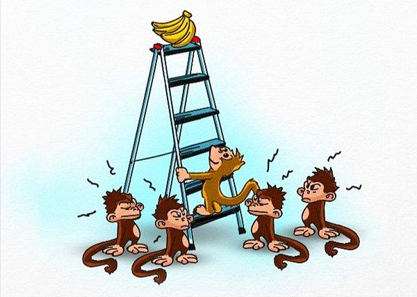 5. Bilim adamları bunun üzerine maymunlardan birini alıp yeni bir maymun koymuş kafese. Muzları fark eden yeni maymun, hemen onları almaya çalışmış.