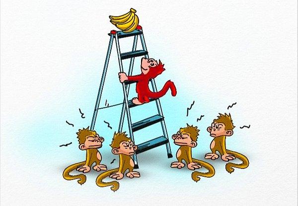 9. Bu maymunlar da merdivene tırmanmaya çalışan biri olduğunda, diğerleri gibi anında cezalandırmış.
